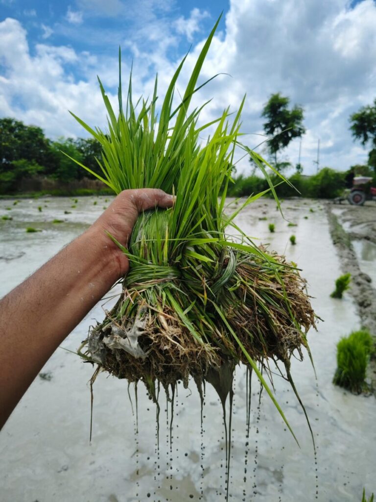 Paddy Transplantating